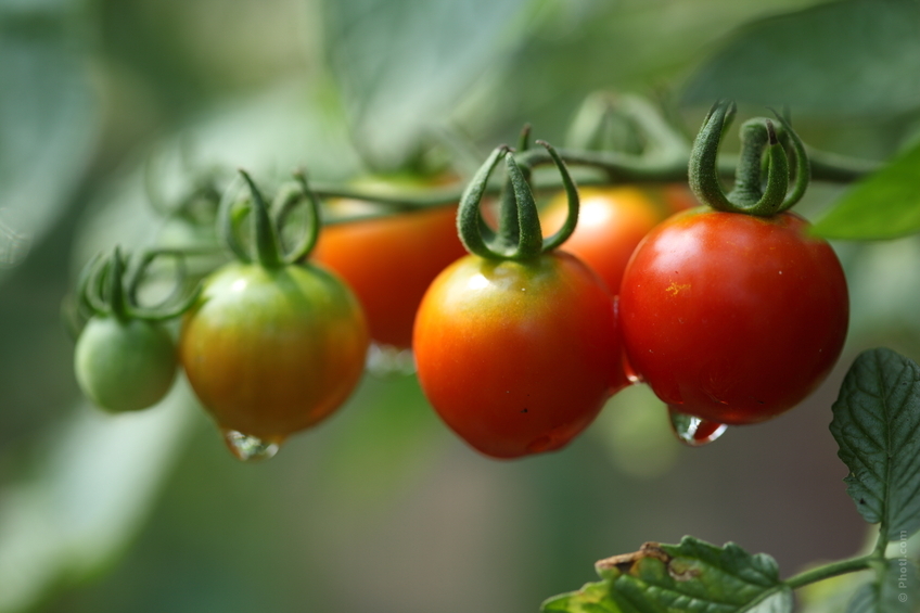 Beneficios-tomate