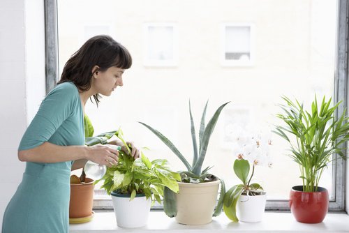 Evitar las plagas y enfermedades de las plantas